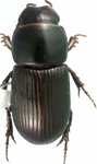 Australaphodius frenchi